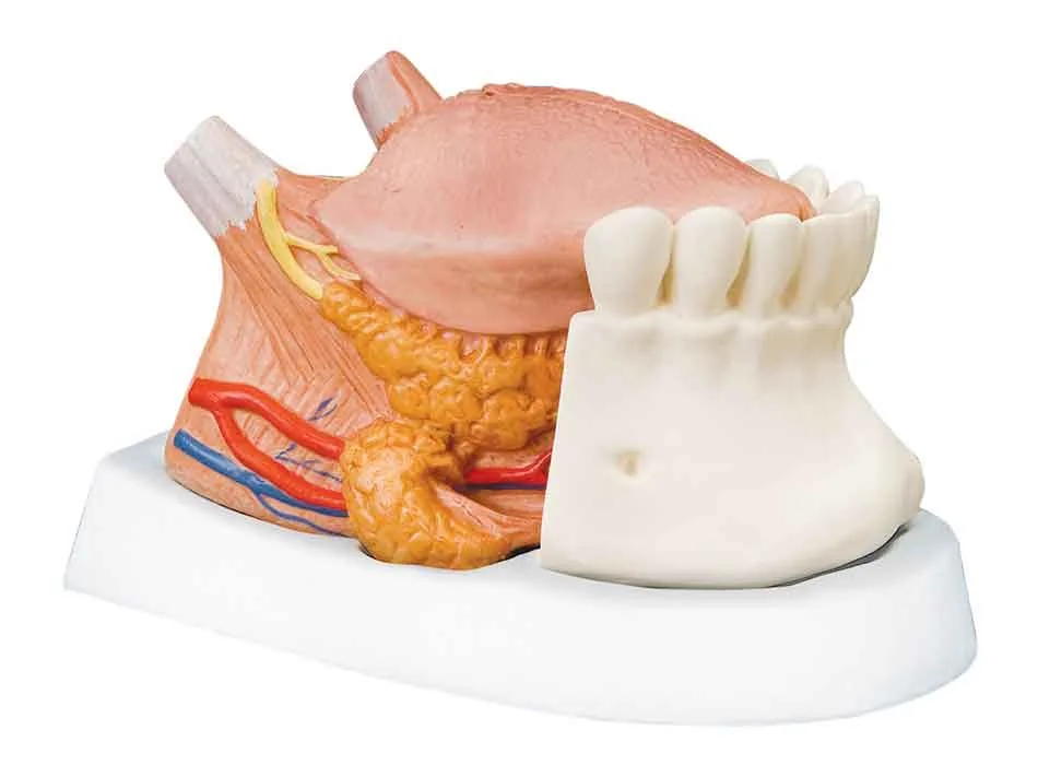 Dental Practice — Product 0442 — Dental Practice
